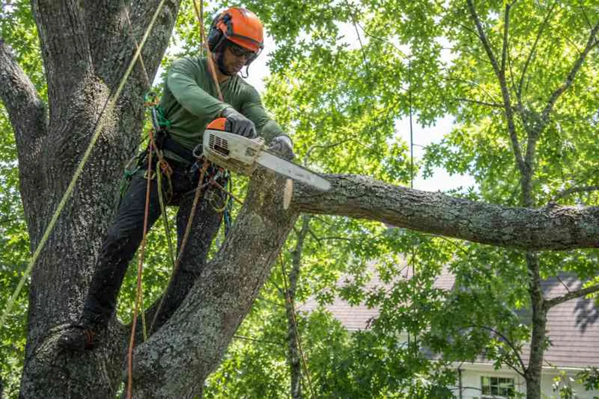 Arborista profissional com capacete e cinto de segurança podando galhos de árvore alta com motosserra em jardim residencial